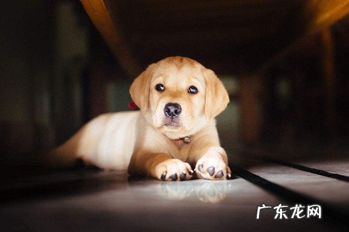 【养动物小知识】金毛幼狗拉肚子该怎么办