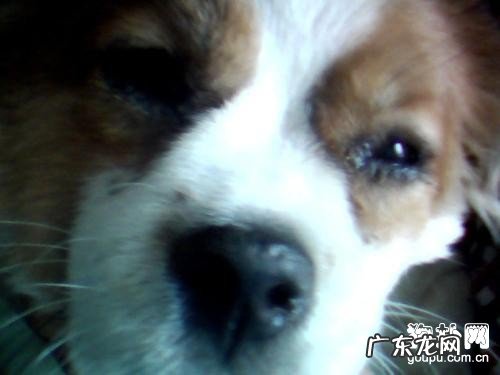 犬瘟的病症病症及合理治疗方法