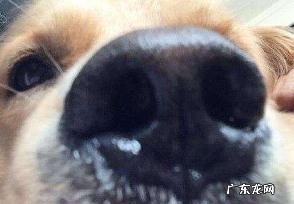狗狗打喷嚏流鼻水该怎么办，3个层面来剖析