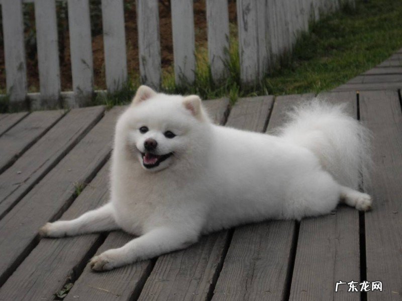 小狗有犬瘟了还能救吗?