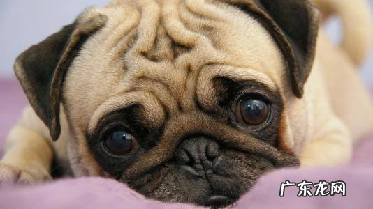 小狗有犬瘟了还能救吗?