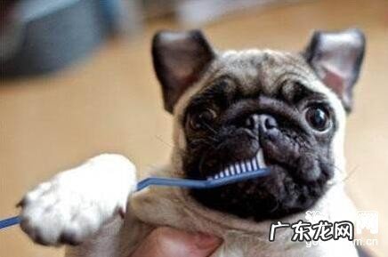 怎么预防小狗身患牙齿结石?小狗身患牙结应当该怎么办?
