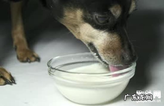 【犬瘟热症状】犬瘟缘故|确诊|防止及治疗方法