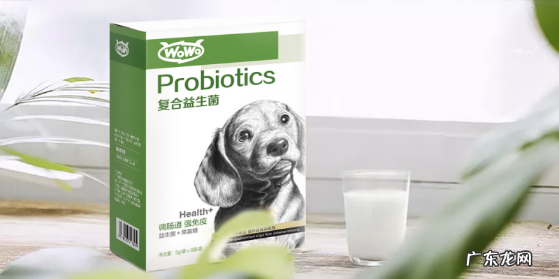 小狗胃肠不好如何调养