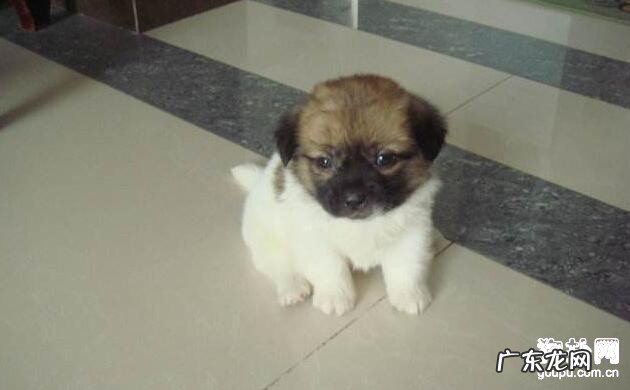 狗瘟是啥?犬瘟会感染人吗?