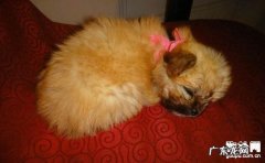 狗瘟是啥？犬瘟会感染人吗？