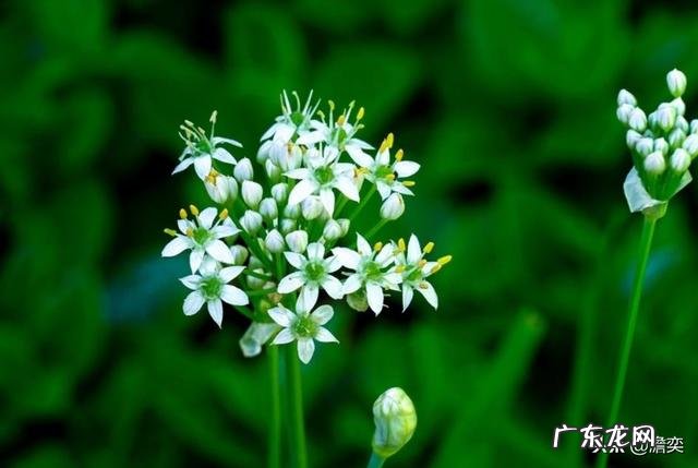 为什么北方人都爱吃韭菜花而南方人却从来不吃