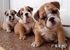 英牛拉肚子好几日了，英国斗牛犬腹泻好几日了