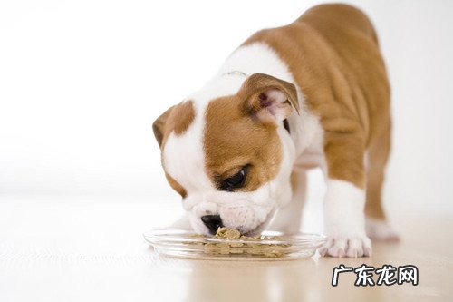 英牛拉肚子好几日了,英国斗牛犬腹泻好几日了