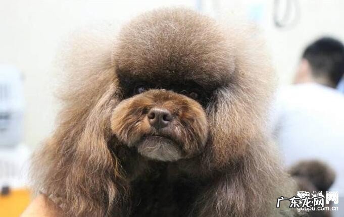 死亡率非常高的狂犬病毒,不可不知道的早期症状!