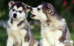 死亡率非常高的狂犬病毒，不可不知道的早期症状!