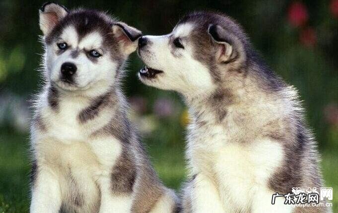 死亡率非常高的狂犬病毒,不可不知道的早期症状!