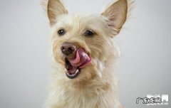 小狗得了急性脑膜炎该怎么办？这种病症你一定要了解！