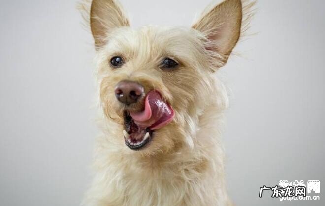 小狗得了急性脑膜炎该怎么办?这种病症你一定要了解!