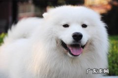 【养动物经验分享】萨摩耶耳螨叫个不停，萨摩耶持续挠耳朵里面还叫