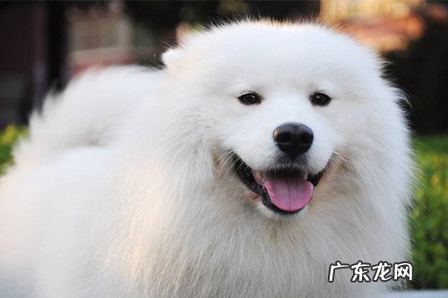 【养动物经验分享】萨摩耶耳螨叫个不停，萨摩耶持续挠耳朵里面还叫