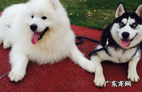 【养动物经验分享】萨摩耶耳螨叫个不停，萨摩耶持续挠耳朵里面还叫