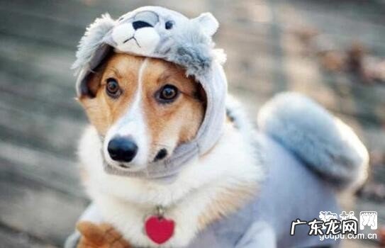 小狗为何非常容易恶心呕吐呢?