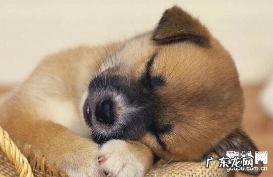 小狗为何非常容易恶心呕吐呢?