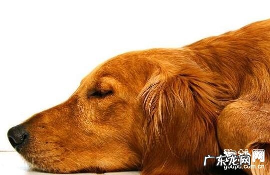 小狗为何非常容易恶心呕吐呢?