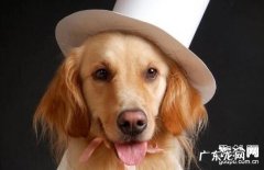 小狗为何非常容易恶心呕吐呢？