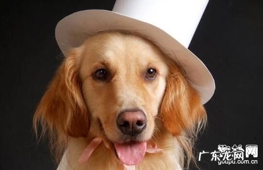 小狗为何非常容易恶心呕吐呢?