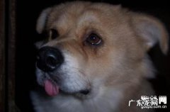 狗豆子怎样治，这几类方式 帮你处理！