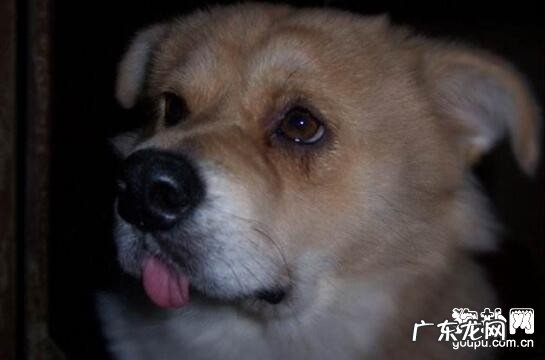 狗豆子怎样治,这几类方式 帮你处理!