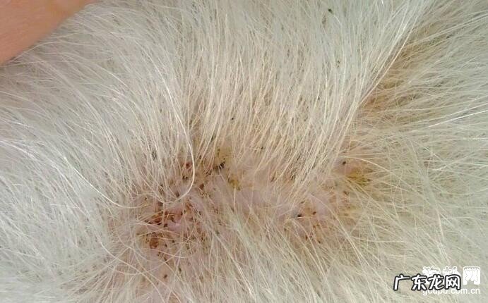 狗长虱子该怎么办,6个好用除虱小窍门!