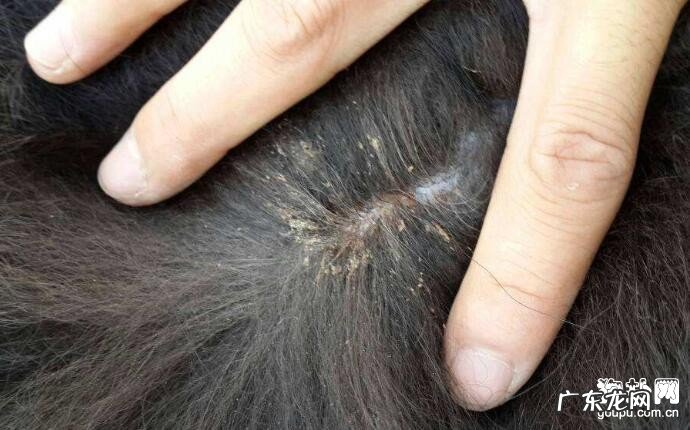 狗长虱子该怎么办,6个好用除虱小窍门!