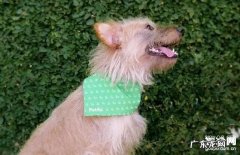 狂犬病毒的防范措施：四大关键点特别注意!