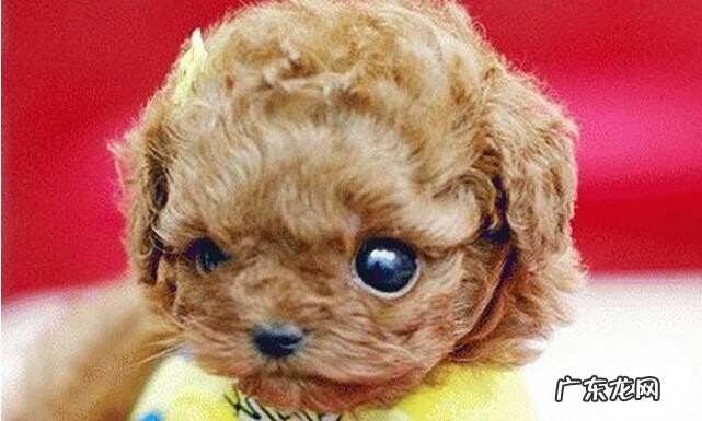 狂犬病毒的防范措施：四大关键点特别注意!