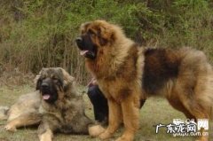 如何防止狂犬病传播，3个关键转危为安！