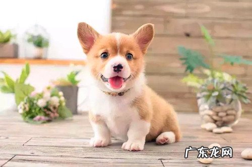 小短腿柯基拉肚子应该怎么办?