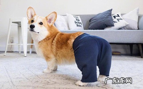 小短腿柯基拉肚子应该怎么办?