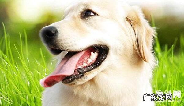 三个小技巧战胜小狗牙龈发炎的难题