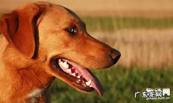 三个小技巧战胜小狗牙龈发炎的难题