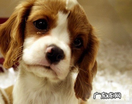 小狗神经纤维瘤的造成缘故和主要表现有什么?该怎么治疗?