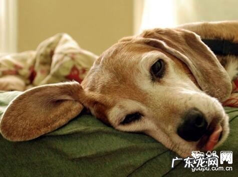 小狗念珠菌性皮肤疾病的缘故、防止及治疗方法