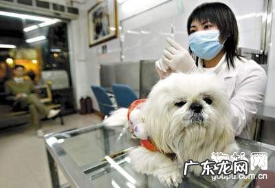 小狗念珠菌性皮肤疾病的缘故、防止及治疗方法