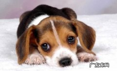 小狗结膜炎该怎么办，3步极致解决困难