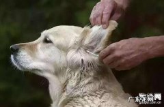 怎么治疗狗狗耳螨，6个小技巧帮你大忙！