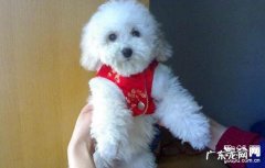 细微病毒潜伏期多长时间，犬细小症状详尽解读！