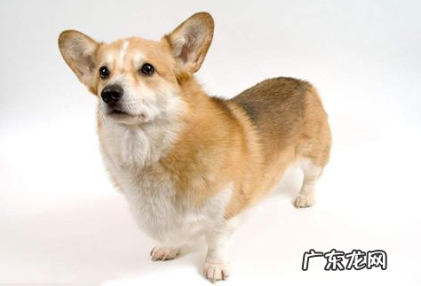 柯基干咳嗽一晚上是感冒发烧沒有