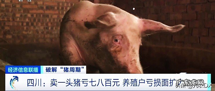 猪肉价格下跌原因分析 猪肉价格为什么下降这么厉害