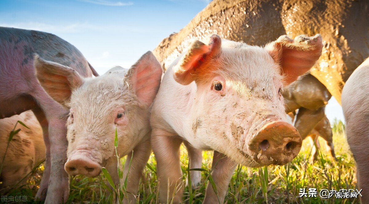 猪肉价格下跌原因分析 猪肉价格为什么下降这么厉害