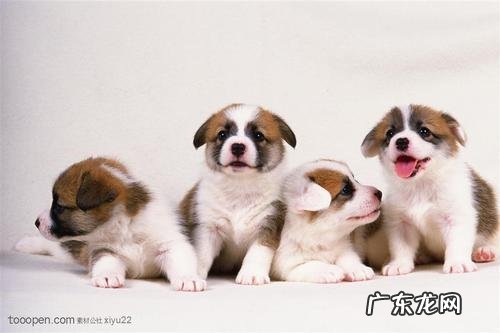 小狗的皮肤疾病居然有那麼各种各样？请别盲目从众吃药了