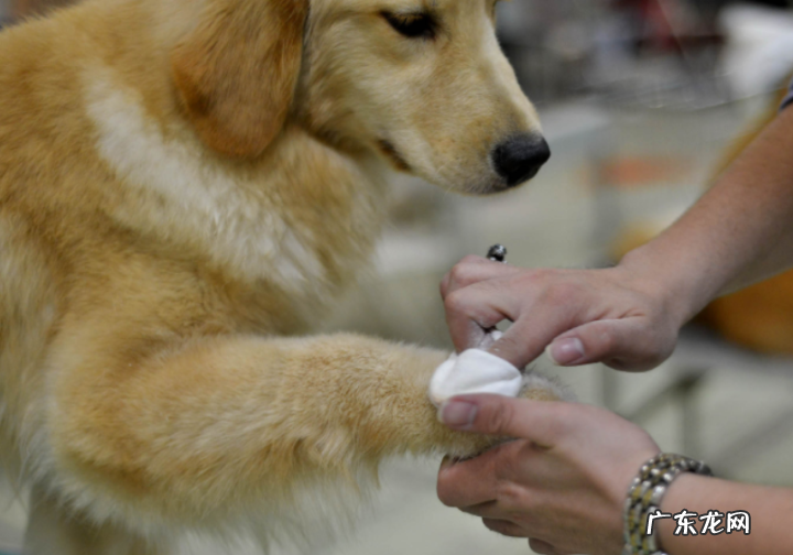 金毛狗狗跛脚不必吃物件