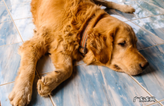 金毛狗狗跛脚不必吃物件