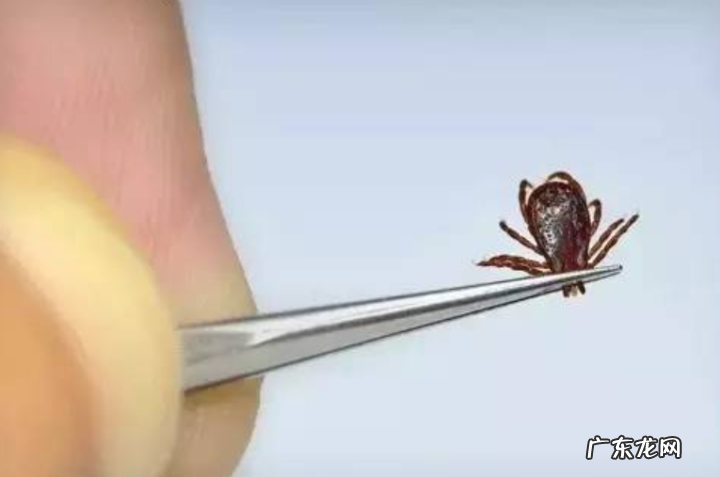 金毛狗狗跛脚不必吃物件